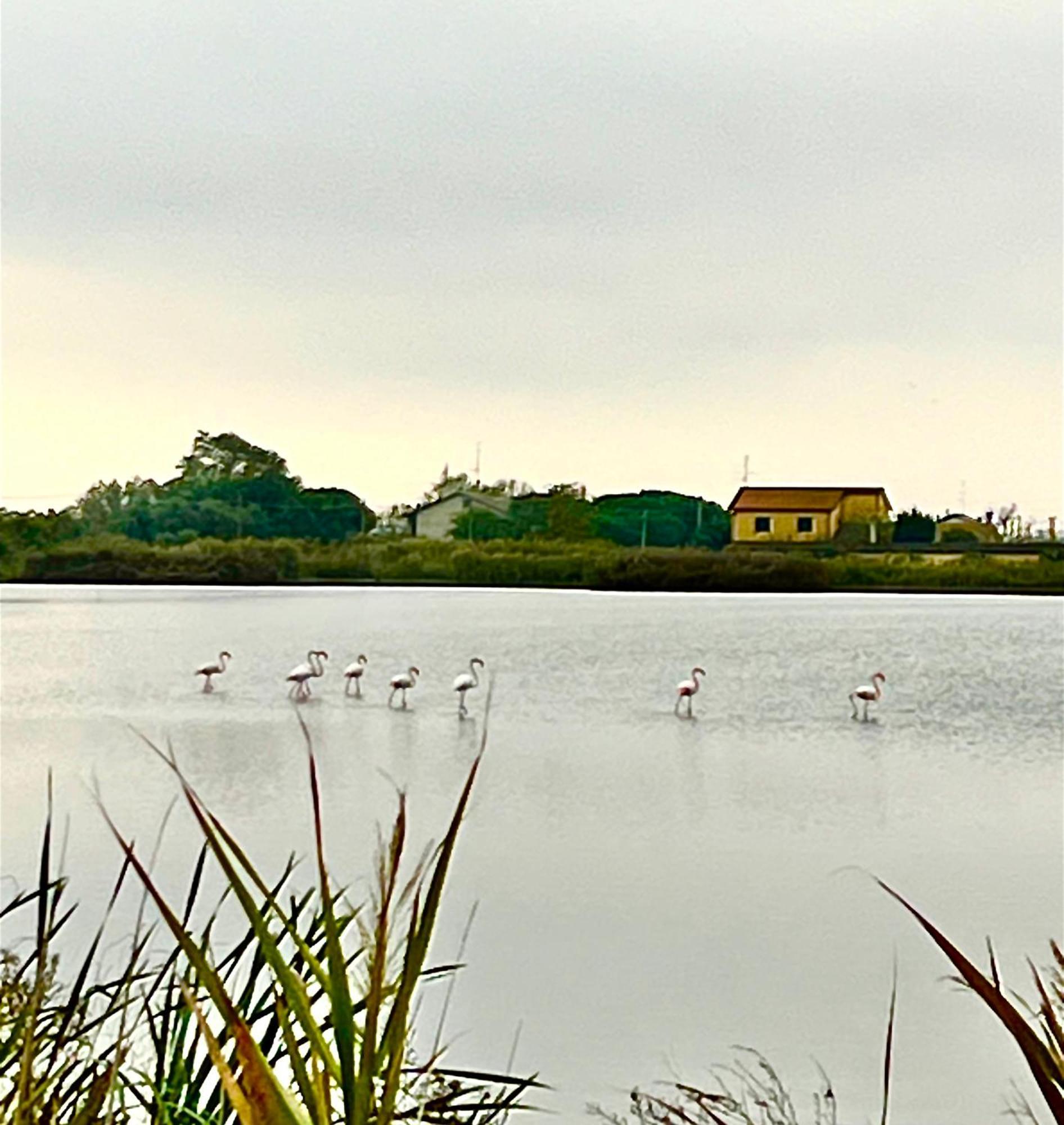 Pink Flamingo Accomodation Comacchio Dış mekan fotoğraf